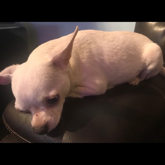 This is Boston. Help me save him.💞 - Picture 9 of 10